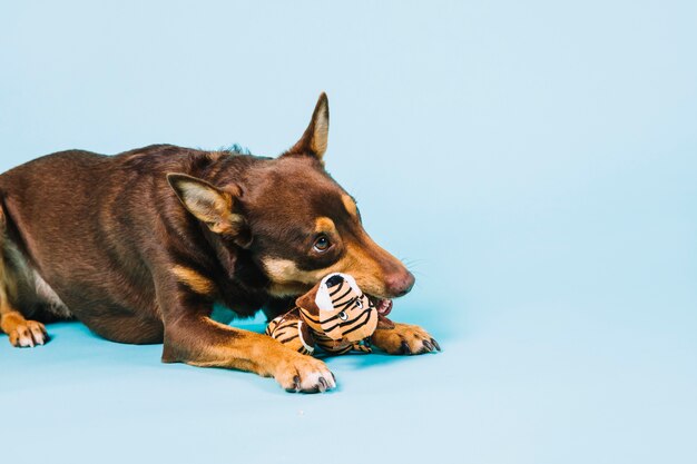 Dog with toy