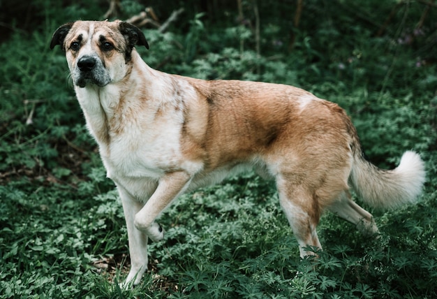 Foto gratuita cane