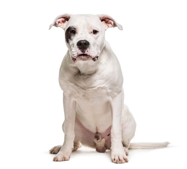 Premium Photo | Close up of a dogo argentino looking away