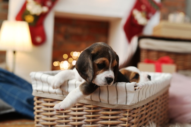 Free photo dogs in a basket