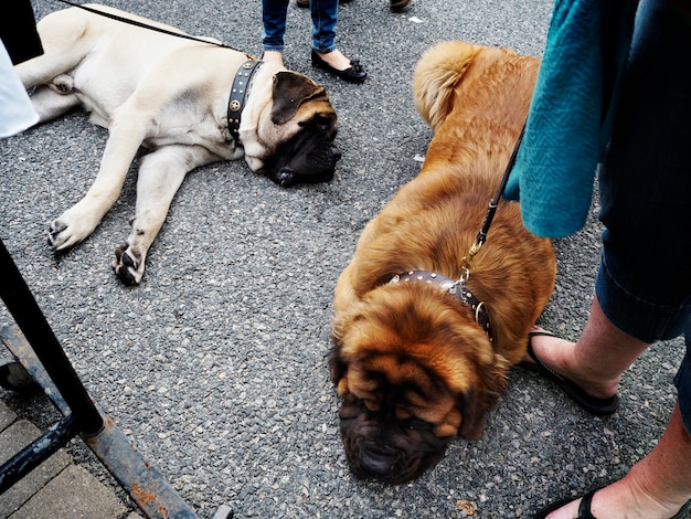 無料写真 床に横たわる犬