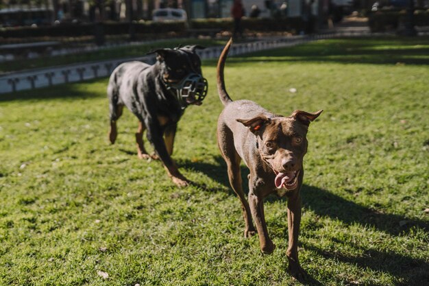 Собаки весело играют в парке