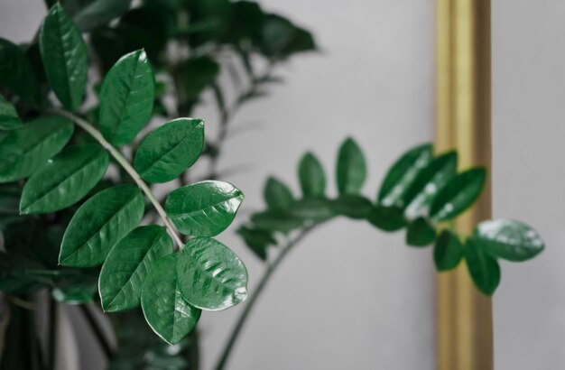 Dollar tree or Zamioculcas zamiifolia home plant is an ornamental plant that helps filter air and absorb toxins Concept postcard or design web banner Selective soft focus