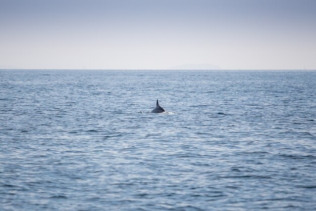 плавник дельфинов на берегу океана