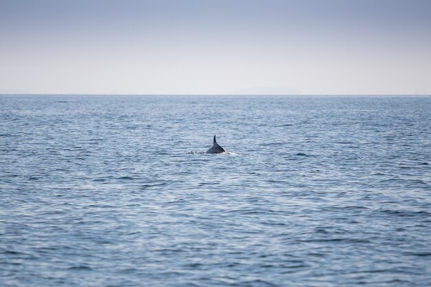 海の上のイルカのひれ