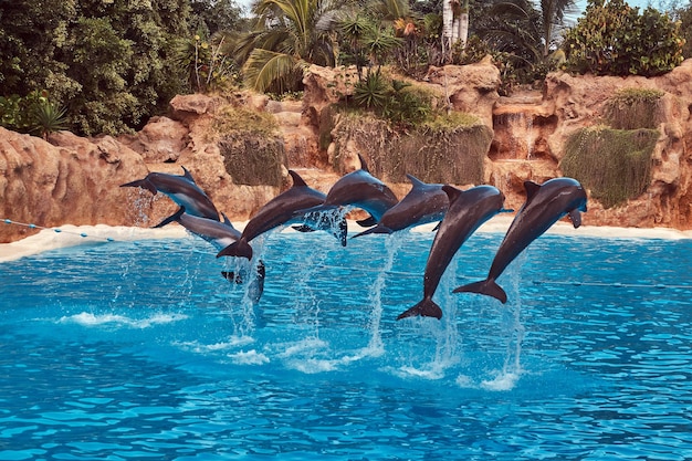 Дельфины выступают во время шоу дельфинов со своими дрессировщиками в национальном зоопарке.