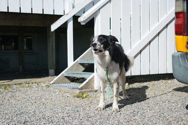 Domestic black and white dog standing in front of its kennel