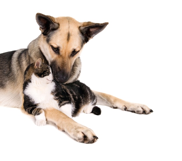 Domestic cat lying down on a brown dog's lap sitting on a white surface