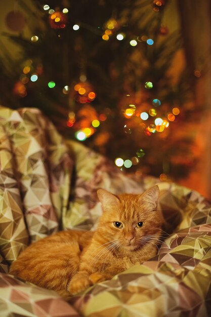 A domestic cat relaxing on a cozy couch with Christmas decorations