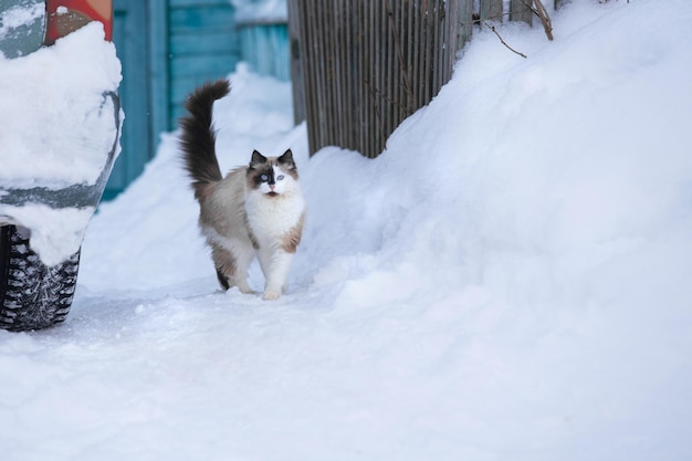 Domestic cat walks in winter in the yard sitting on the path between snowdrifts sunny day