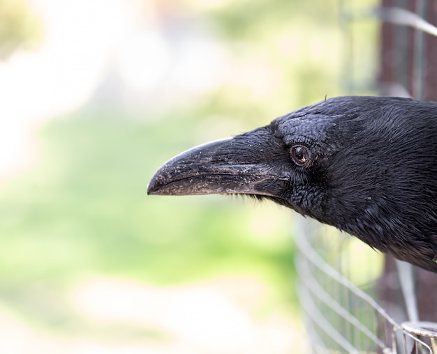 国内のカラスが檻の外を見る。