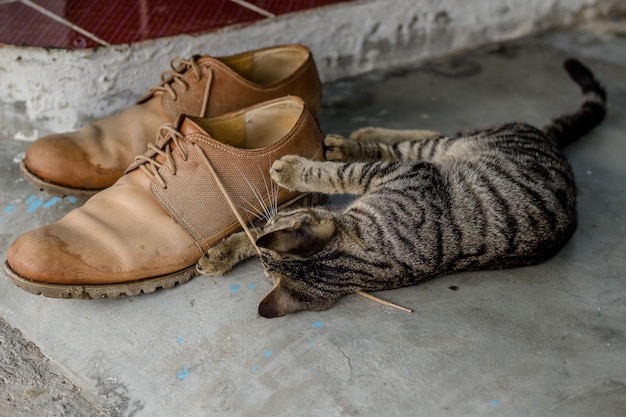 Domestic cute kitten playing with shoelaces