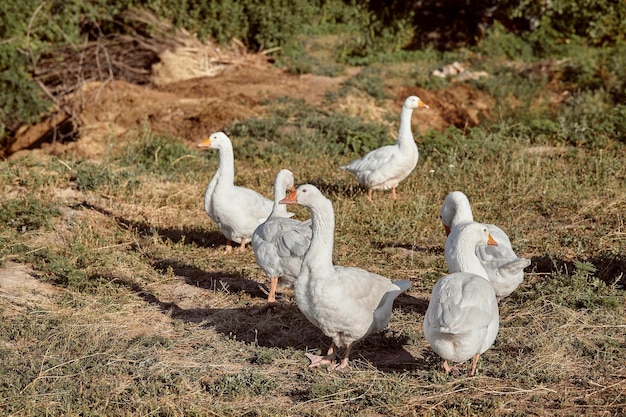 Oche domestiche in una passeggiata attraverso il prato. paesaggio rurale. le oche domestiche bianche stanno camminando. allevamento di oche. oca di casa.