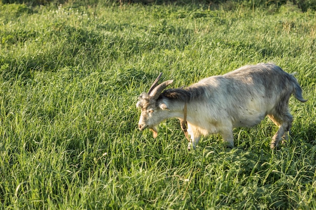 Domestic goat eating grass