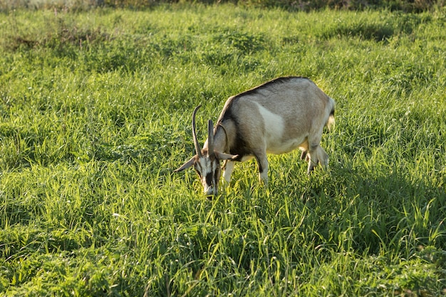 Домашняя коза на ферме ест траву