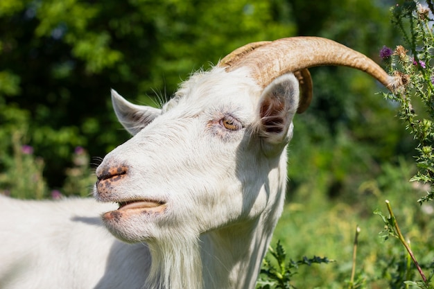 Domestic goat raised at farm