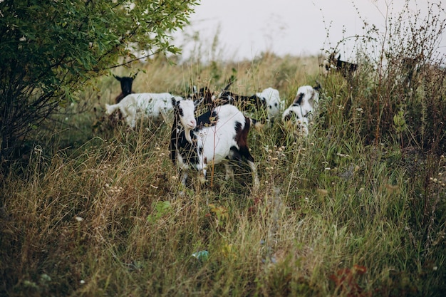 Домашние козы гуляют по ферме