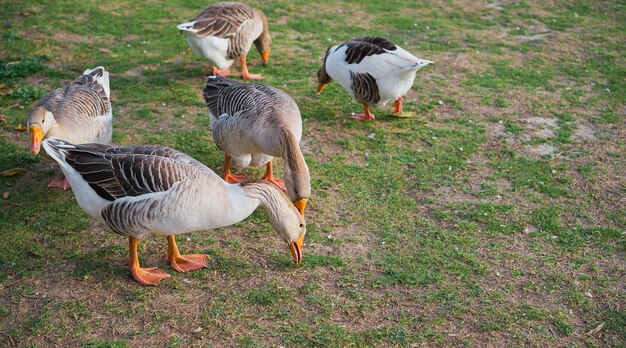 Domestic local white and gray geese graze on a traditional village goose farm closeup selective focus