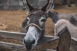 Free photo donkey. close up of a donekys head