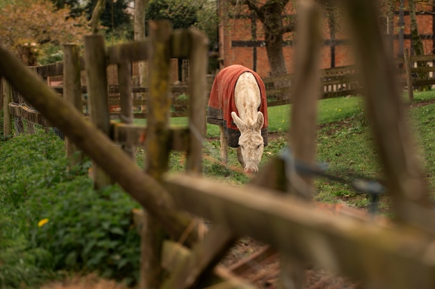 Free photo donkey grazing outdoors