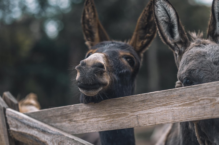 Free Photo donkey lookng throught the fence of the cattle-pen