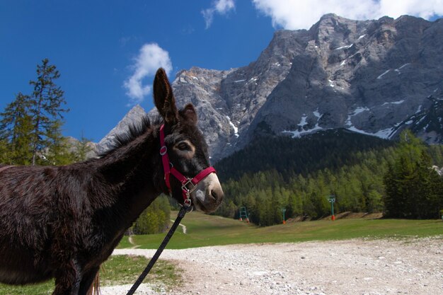 Donkey in the nature