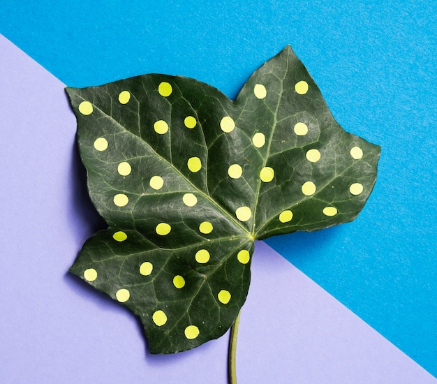 Free photo dotty leaf minimal nature still life concept