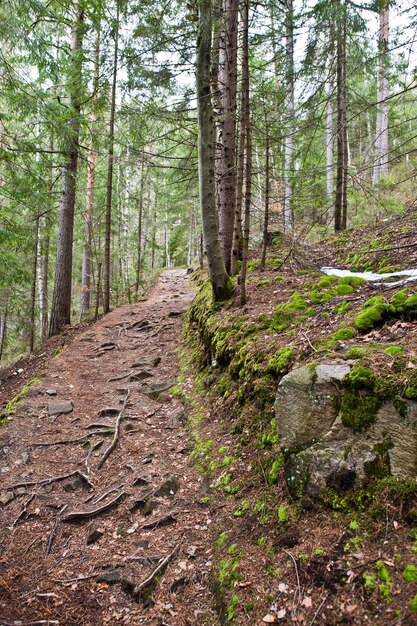 Dovbush trail in green forest at Carpathian mountains