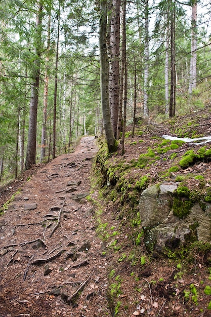 Dovbush trail in green forest at Carpathian mountains