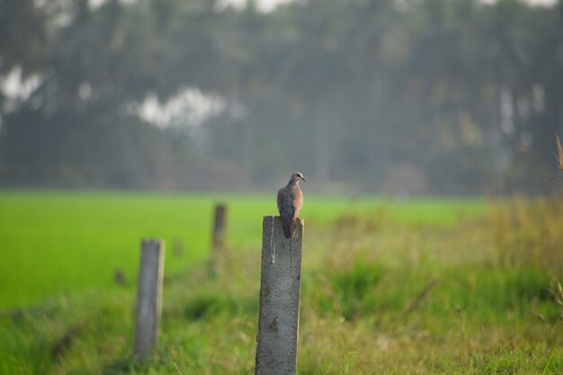 野原の木柱に腰掛けた鳩