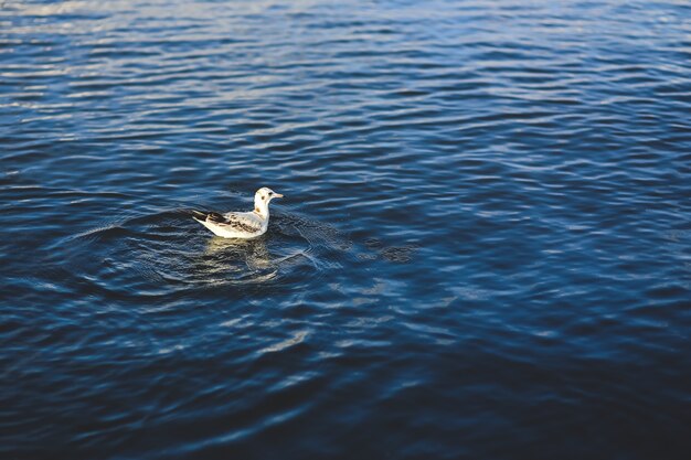 Dove swimming in the water