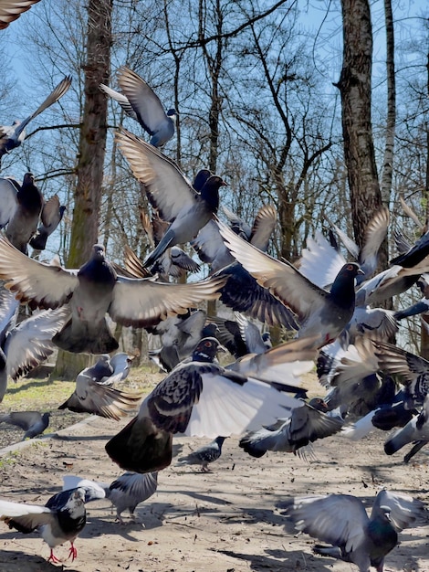 Голуби, взлетающие в парке в солнечный день заделывают.