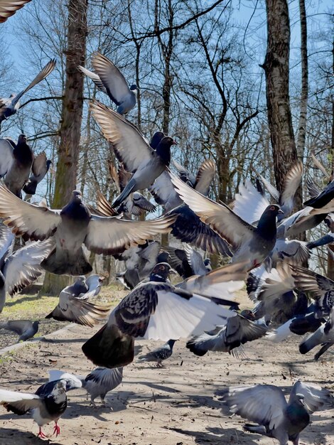 晴れた日に公園を飛んでいる鳩がクローズアップ。