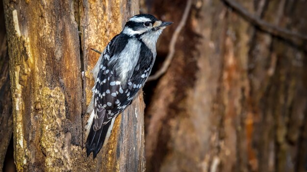 Free photo downey woodpecker on a tree branch