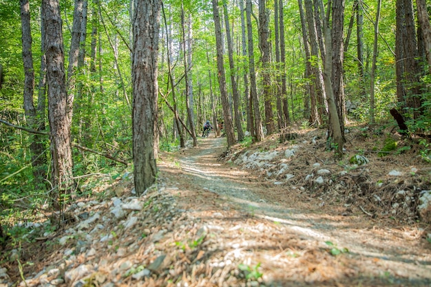 Downhill trail with thin tree trunks in a forest