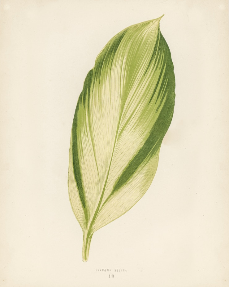 Бесплатный Фотография dracaena recina, гравированный бенджамином фосеттом