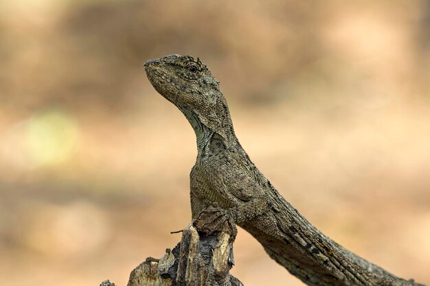 Draco volans lizard closeup on wood Draco volans closeup