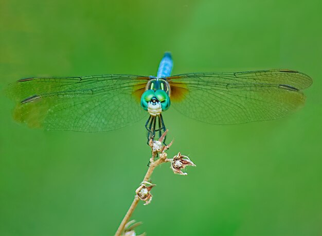 Dragonfly on a branch