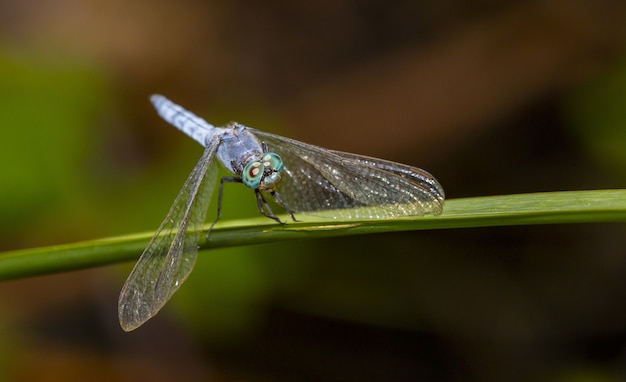 Dragonfly on green leaf close up