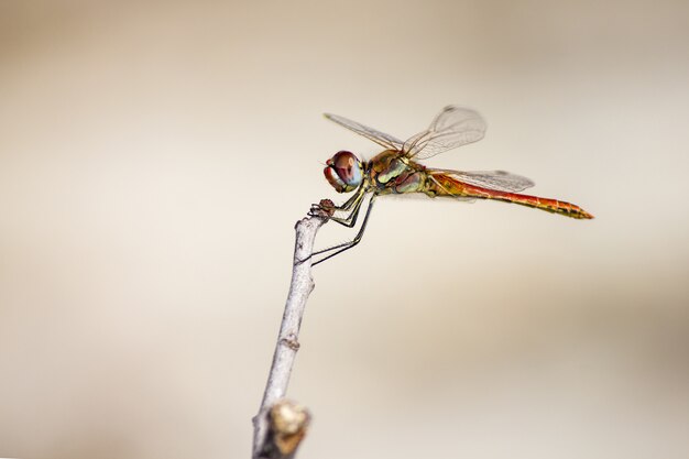 Dragonfly sitting on stem close up