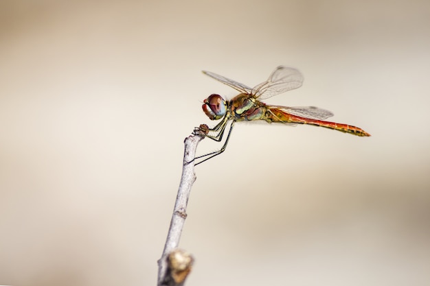 Dragonfly sitting on stem close up