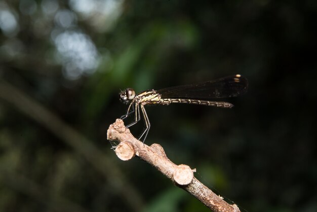 Dragonfly on tree branch