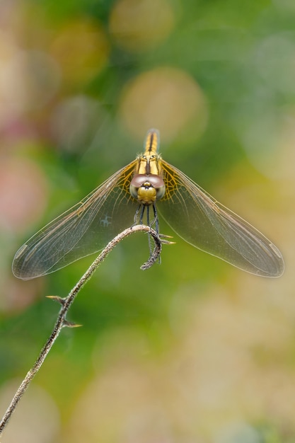 Free photo dragonfly