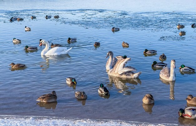 드레이크, 청둥오리, 백조가 겨울에 얼어붙은 호수에서 수영합니다. 고품질 4k 영상