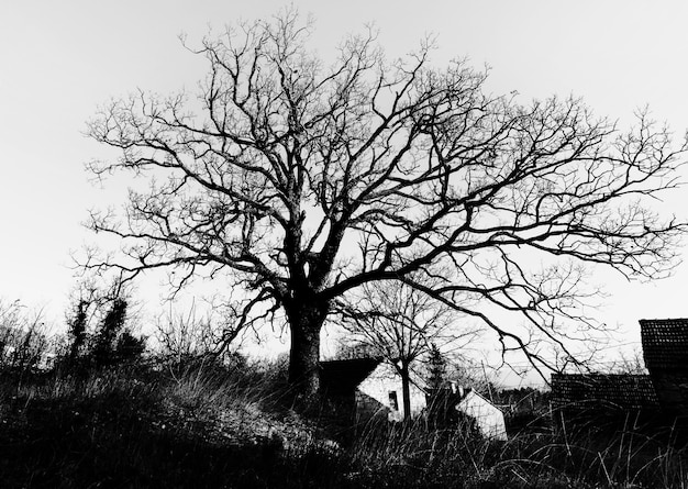 Драматический черно-белый пейзаж дерева