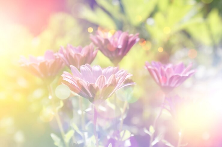 무료 Photo 보라색 꽃 그리기
