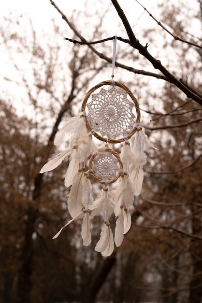 Dreamcatcher hanging from a branch in the park