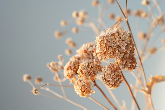 Dreamy arrangement with decorative dried flowers