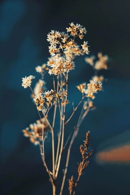 Free photo dreamy arrangement with decorative dried flowers