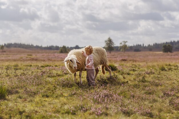 Мечтательный снимок очаровательной кавказской девочки, ласкающей овцу на ферме